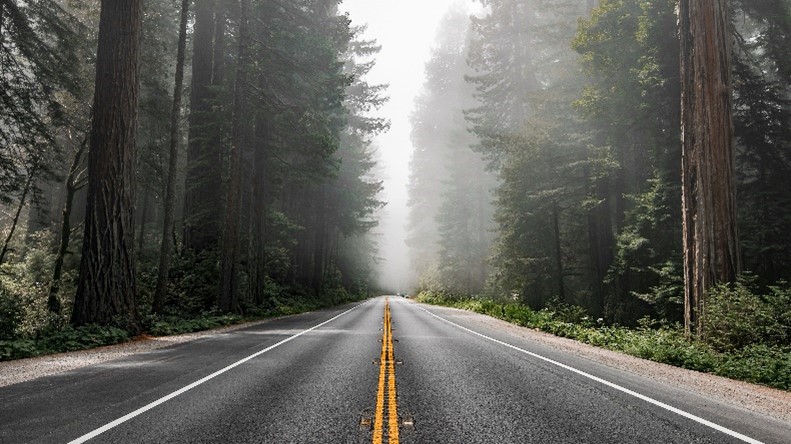 Image of a secluded road in the forest to signify the evolution of electric vehicles.