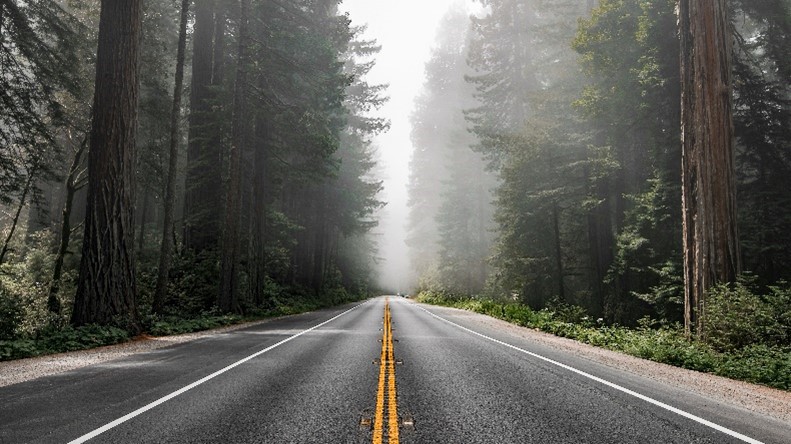 Image of a secluded road in the forest to signify the evolution of electric vehicles. 